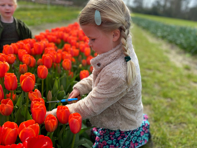 Zelf tulpen plukken 