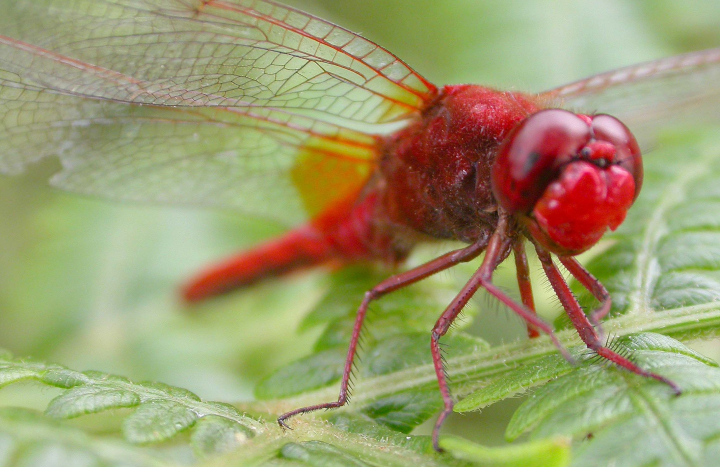 Insectenexcursie bij Hof Espelo