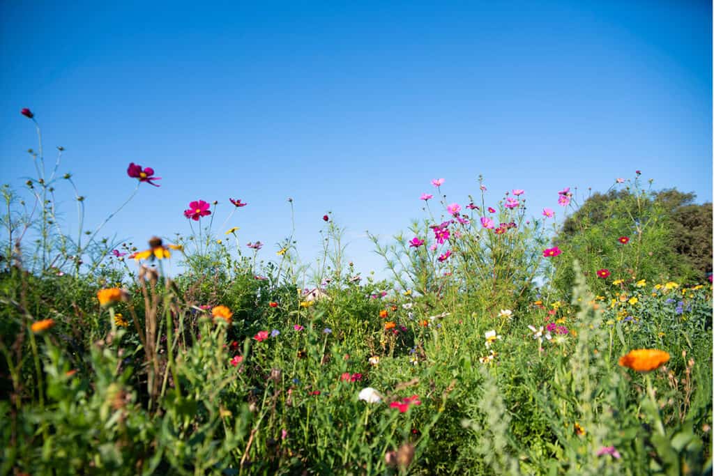 twentsche bloemenpluktuin