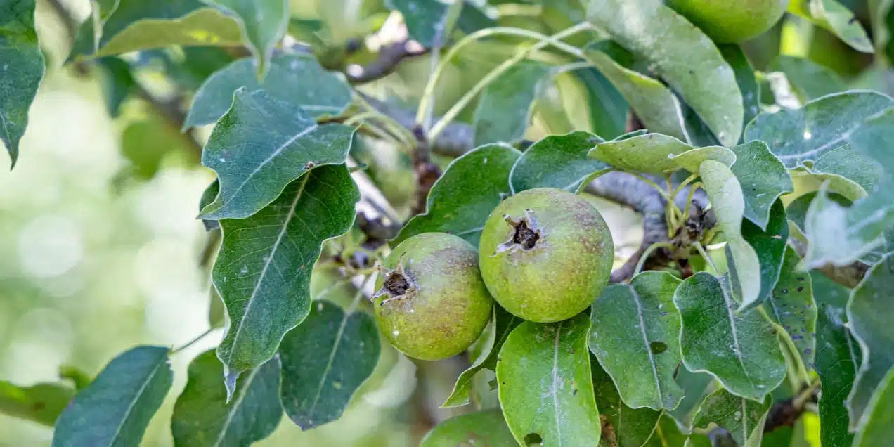 Fruitpersdag Mander