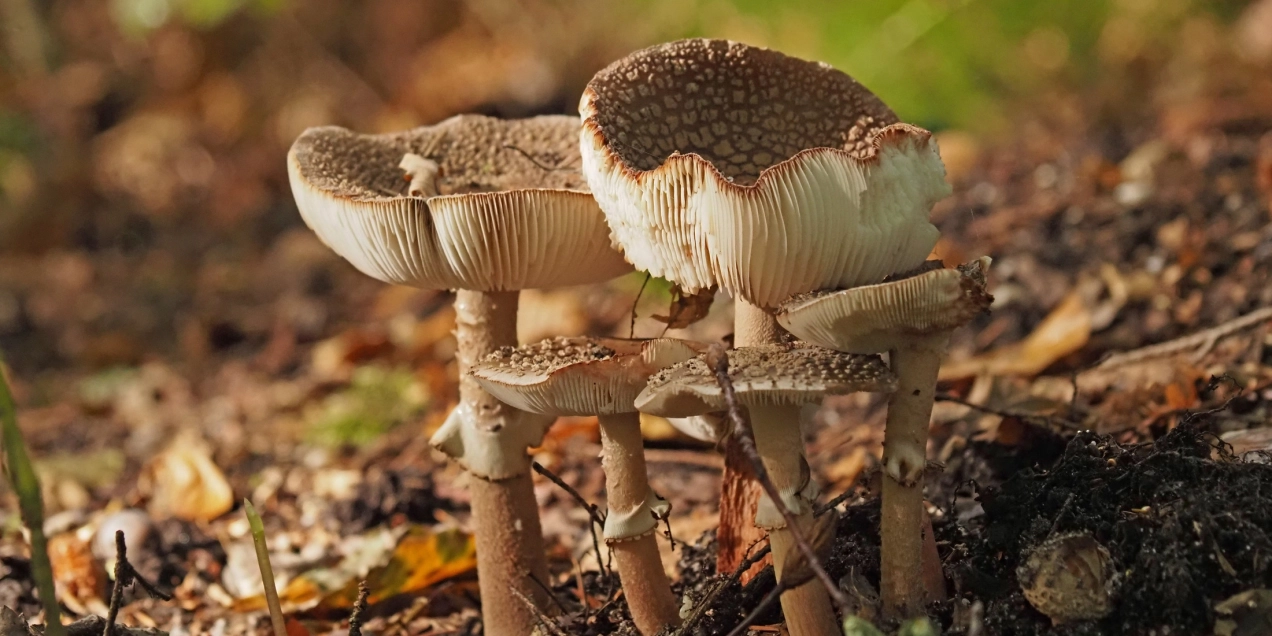 Herfst en paddenstoelen op de Lonnekerberg