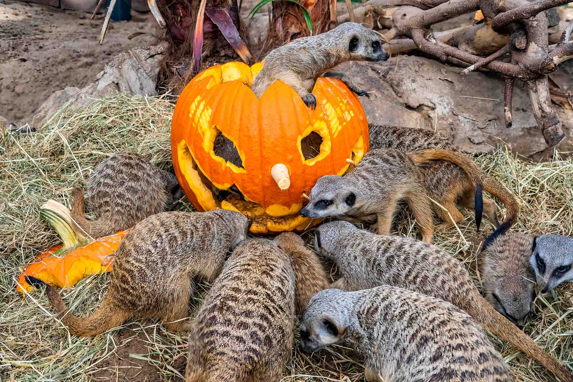 Halloween-voedering bij de stokstaartjes